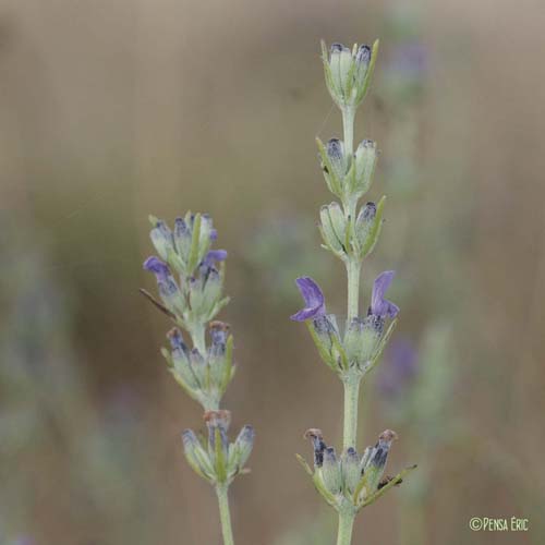 Lavande à feuilles larges - Lavandula latifolia