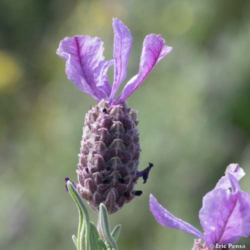 Lavande des Maures - Lavandula stoechas subsp. stoechas