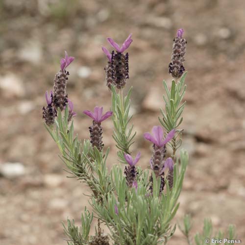 Lavande des Maures - Lavandula stoechas