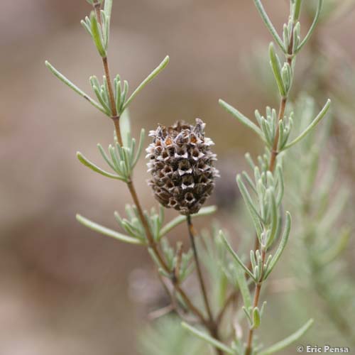 Lavande des Maures - Lavandula stoechas subsp. stoechas