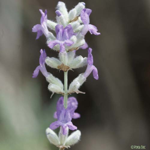 Lavande officinale - Lavandula angustifolia