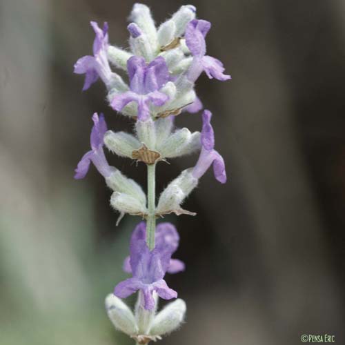 Lavande officinale - Lavandula angustifolia subsp. angustifolia