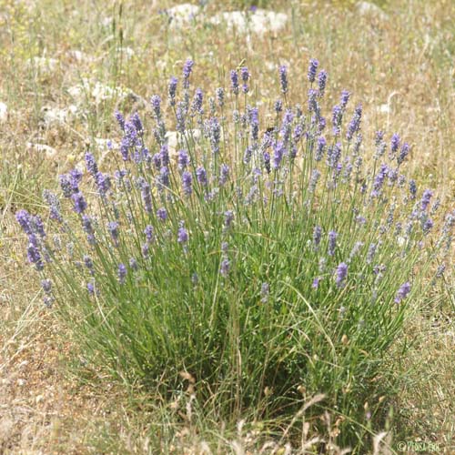 Lavande officinale - Lavandula angustifolia