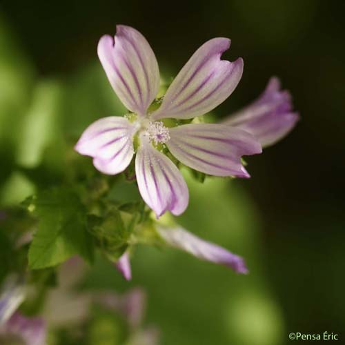 Lavatère de Crète - Malva multiflora