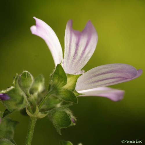 Lavatère de Crète - Malva multiflora