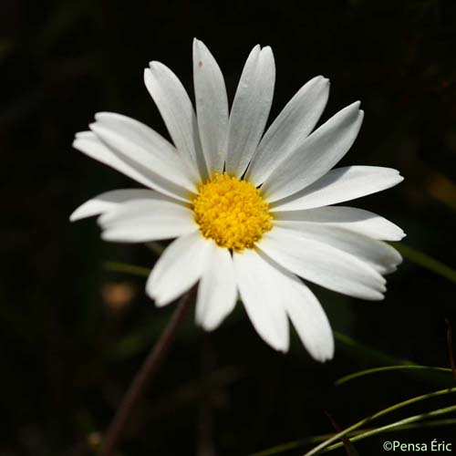 Leucanthème des Alpes - Leucanthemopsis alpina subsp. alpina