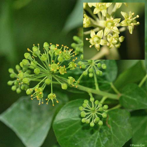 Lierre grimpant - Hedera helix