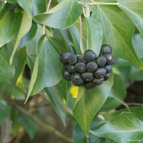 Lierre grimpant - Hedera helix