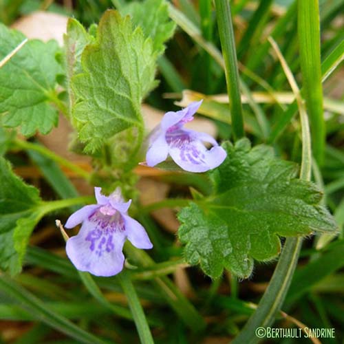 Lierre terrestre - Glechoma hederacea