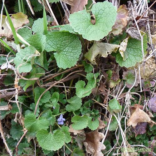 Lierre terrestre - Glechoma hederacea