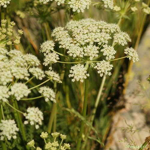 Ligustique fausse férule - Coristospermum ferulaceum