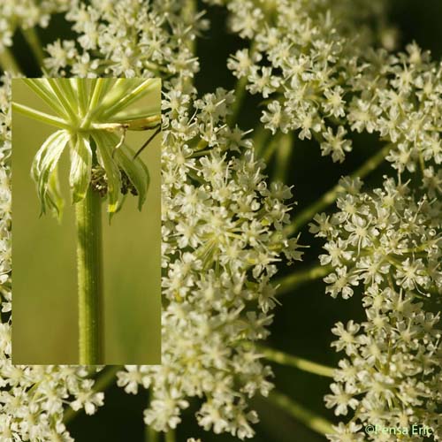 Ligustique fausse férule - Coristospermum ferulaceum