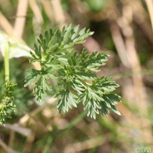 Ligustique fausse-mutelline - Pachypleurum mutellinoides