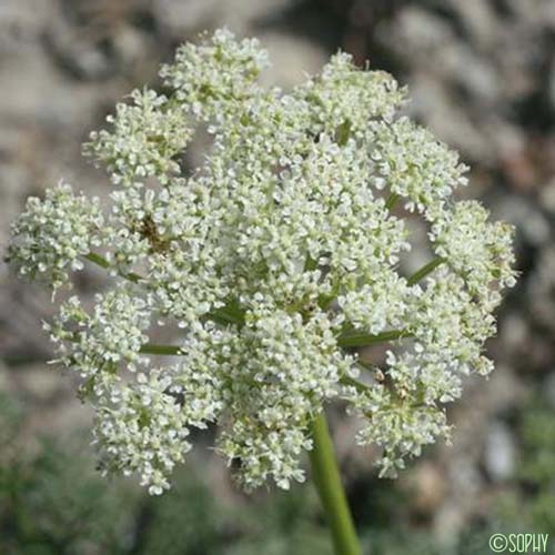 Ligustique luisante - Coristospermum lucidum subsp. lucidum