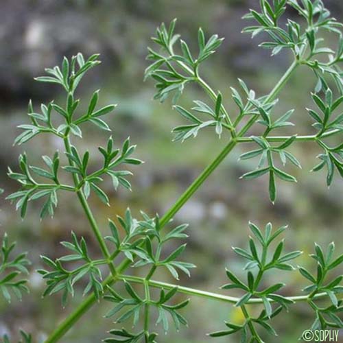 Ligustique luisante - Coristospermum lucidum subsp. lucidum