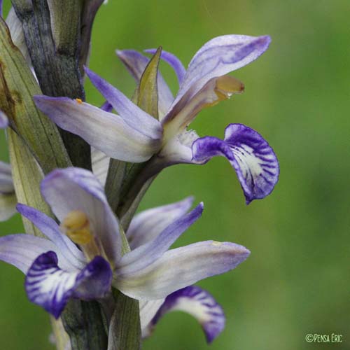 Limodorum à feuilles avortées - Limodorum abortivum