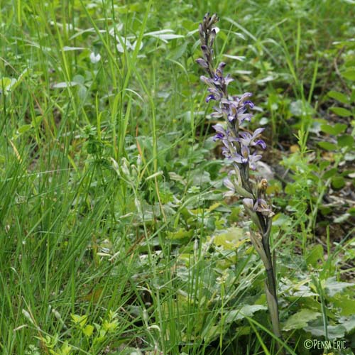 Limodorum à feuilles avortées - Limodorum abortivum