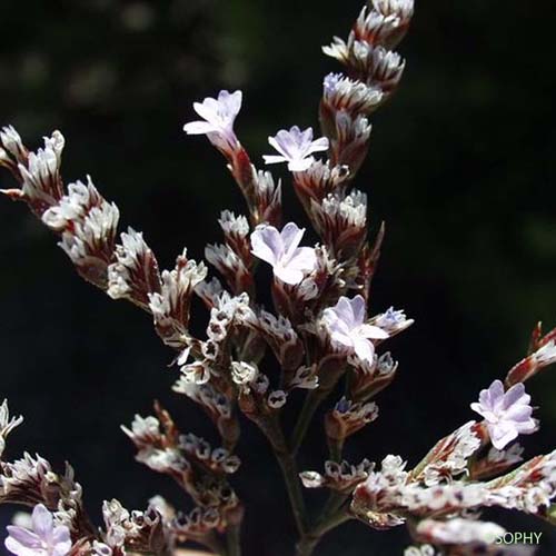 Limonium à feuilles de Pâquerette - Limonium bellidifolium