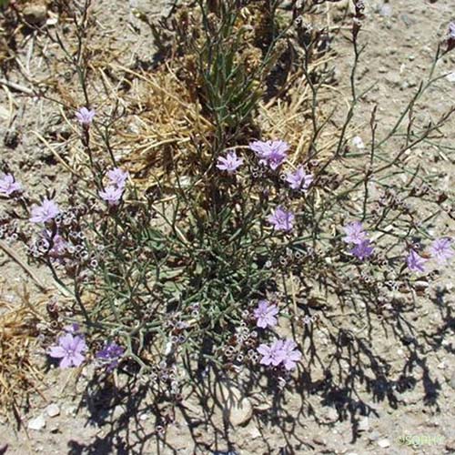 Limonium à feuilles de Pâquerette - Limonium bellidifolium