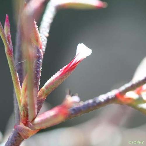 Limonium annuel - Limonium echioides