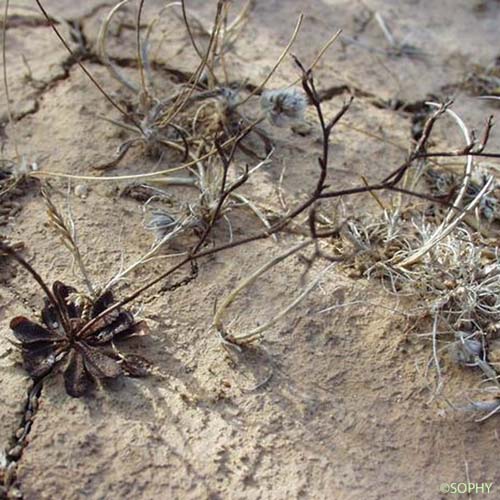 Limonium annuel - Limonium echioides