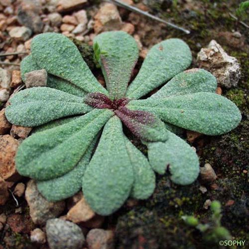 Limonium annuel - Limonium echioides