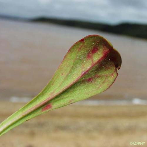 Limonium dur - Limonium duriusculum