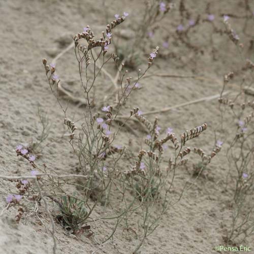 Limonium en baguette - Limonium virgatum