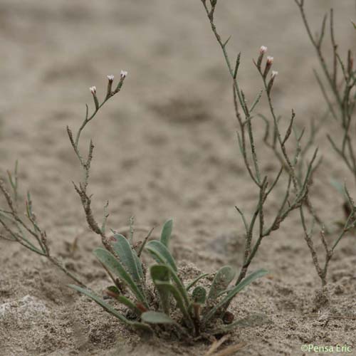 Limonium en baguette - Limonium virgatum