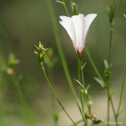 Lin à feuilles de Soude - Linum suffruticosum subsp. appressum