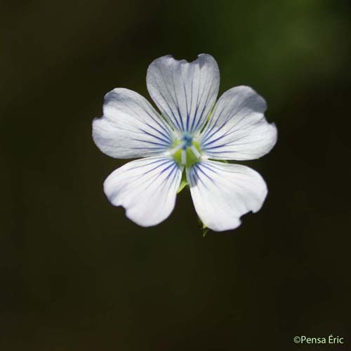 Lin à feuilles étroites - Linum usitatissimum subsp. angustifolium