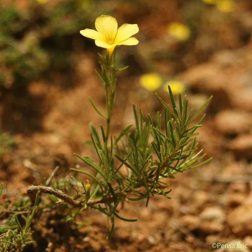 Lin campanulé - Linum campanulatum