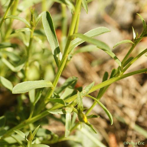 Lin campanulé - Linum campanulatum