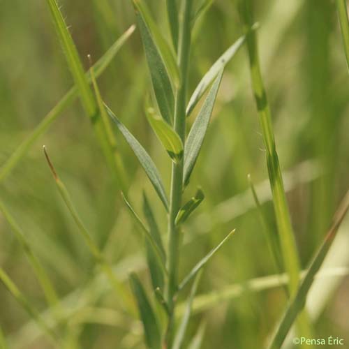 Lin de Narbonne - Linum narbonense