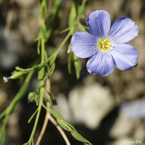 Lin des Alpes - Linum alpinum