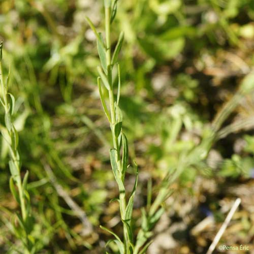 Lin des Alpes - Linum alpinum