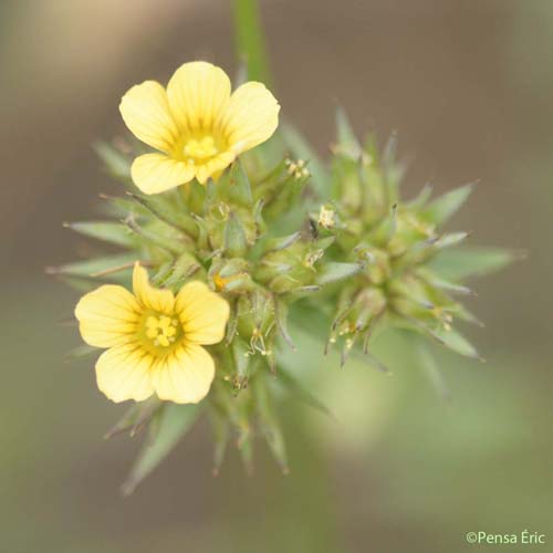 Lin droit - Linum strictum subsp. strictum