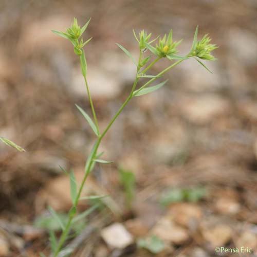 Lin droit - Linum strictum