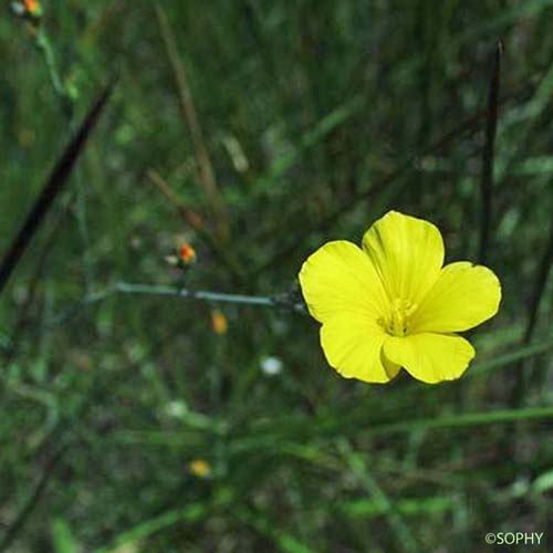 Lin maritime - Linum maritimum