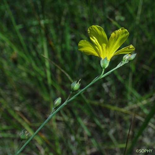 Lin maritime - Linum maritimum