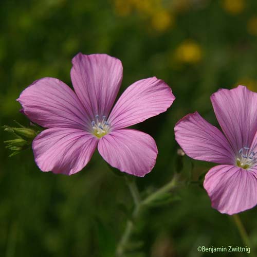 Lin visqueux - Linum viscosum