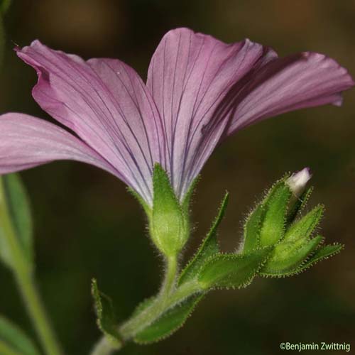 Lin visqueux - Linum viscosum