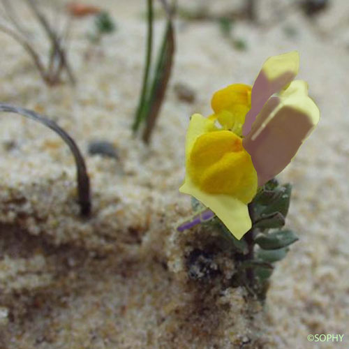 Linaire à feuilles par trois - Linaria triphylla