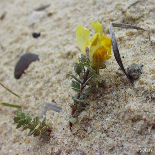 Linaire à feuilles par trois - Linaria triphylla