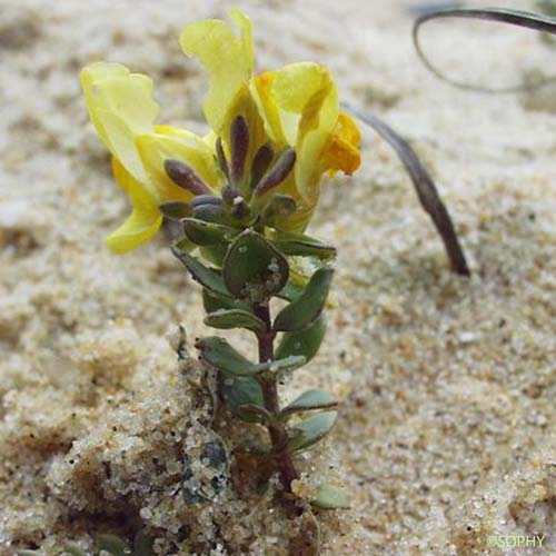 Linaire à feuilles par trois - Linaria triphylla