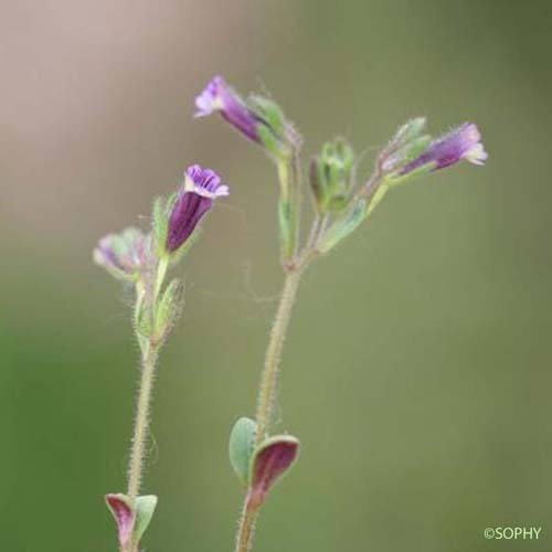 Linaire à feuilles rougeâtres - Chaenorrhinum rubrifolium subsp. rubrifolium