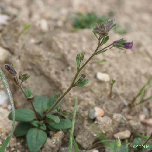 Linaire à feuilles rougeâtres - Chaenorrhinum rubrifolium subsp. rubrifolium