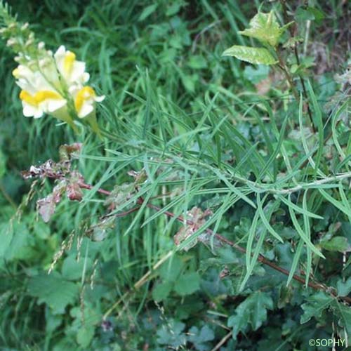 Linaire commune - Linaria vulgaris