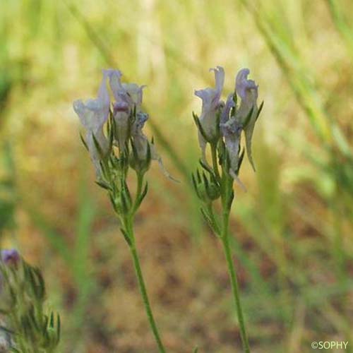 Linaire de Chalep - Linaria chalepensis