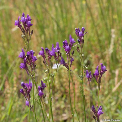 Linaire de Pélissier - Linaria pelisseriana